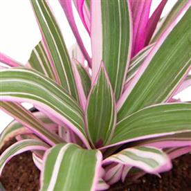RHOEO PLANT, RHOEO DISCOLOR COMPACTA 