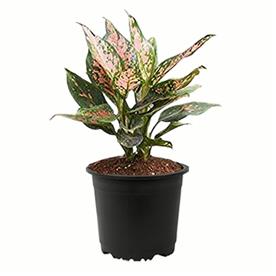 AGLAONEMA PINK DALMATIAN 