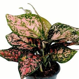 AGLAONEMA PINK DALMATIAN 