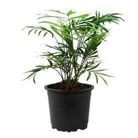 CHAMAEDOREA ELEGANS, PARLOUR PALM 
