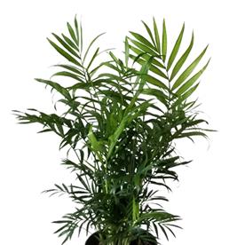CHAMAEDOREA ELEGANS, PARLOUR PALM 