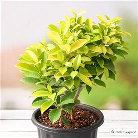 FICUS PANDA 