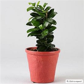 FICUS COMPACTA 