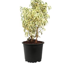 FICUS STARLIGHT, FICUS BENJAMINA 