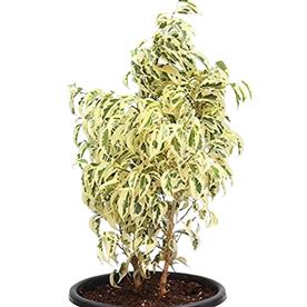 FICUS STARLIGHT, FICUS BENJAMINA 
