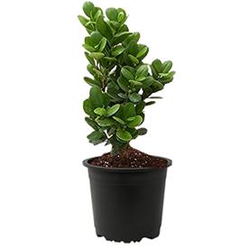 FICUS MOCLAME, FICUS MICROCARPA 