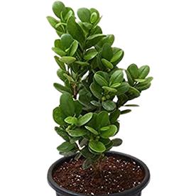 FICUS MOCLAME, FICUS MICROCARPA 