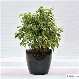 FICUS COMPACTA VARIEGATED 