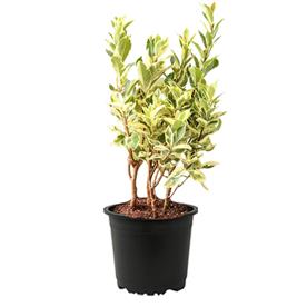 FICUS SAFARI, FICUS BENJAMINA 
