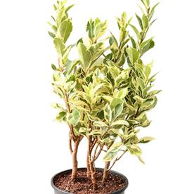 FICUS SAFARI, FICUS BENJAMINA 