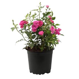 MINIATURE ROSE, BUTTON ROSE (ANY COLOR) - PLANT 