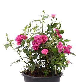 MINIATURE ROSE, BUTTON ROSE (ANY COLOR) - PLANT 