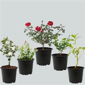 5 BEST FRAGRANT PLANTS 