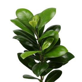 FICUS COMPACTA - PLANT 