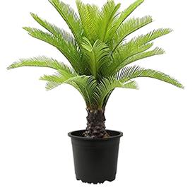 CYCAS PLANT, SAGO PALM, CYCAS REVOLUTA 