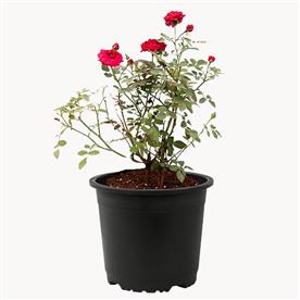 MINIATURE ROSE, BUTTON ROSE (RED) - PLANT 