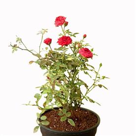 MINIATURE ROSE, BUTTON ROSE (RED) - PLANT 