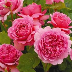 ENGLISH ROSE (PINK) - PLANT 