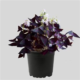 PURPLE SHAMROCK, OXALIS TRIANGULARIS 