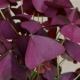 PURPLE SHAMROCK, OXALIS TRIANGULARIS 