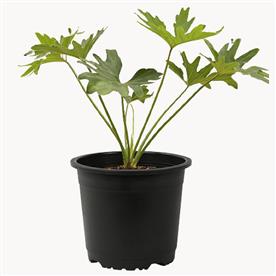 PHILODENDRON, SELLOUM 