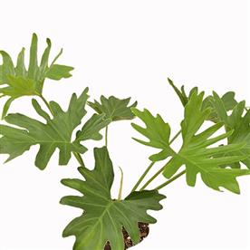 PHILODENDRON, SELLOUM 