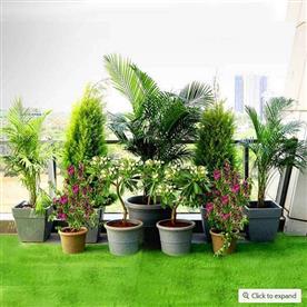 A LUSH GREEN GARDEN ON TERRACE  