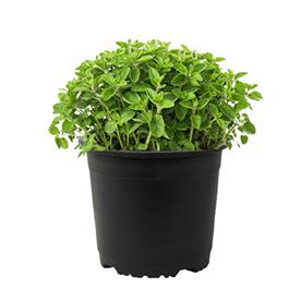 OREGANO - PLANT 