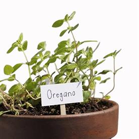 OREGANO - PLANT 