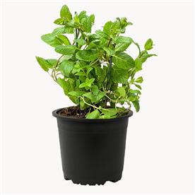 MENTHA PIPERITA, PEPPERMINT - PLANT 