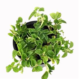 MENTHA PIPERITA, PEPPERMINT - PLANT 