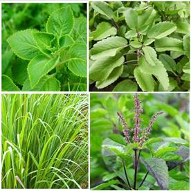 TOP 4 PLANTS FOR HEALTHY HOMES 