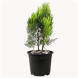MORPANKHI, THUJA COMPACTA  