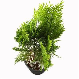 MORPANKHI, THUJA COMPACTA  