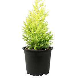 CUPRESSUS GOLDEN, GOLDEN MONTEREY CYPRSS - PLANT 