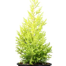 CUPRESSUS GOLDEN, GOLDEN MONTEREY CYPRSS - PLANT 