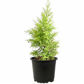 CYPRESS GOLDEN 