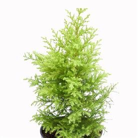 CYPRESS GOLDEN 