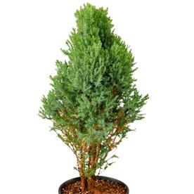 CYPRESS GREEN - PLANT 