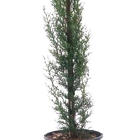 PENCIL PINE CYPRESS, CUPRESSUS SEMPERVIRENS - PLANT 