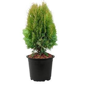 ARBORVITAE  