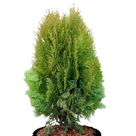ARBORVITAE  