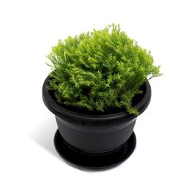 BALL CYPRESS  