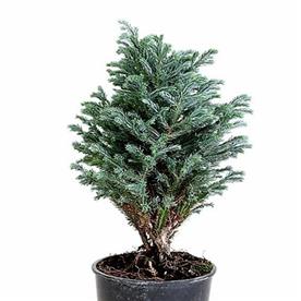 SILVER CYPRESS, CHAMAECYPARIS PISIFERA BOULEVARD 