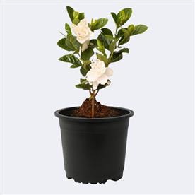 GARDENIA DWARF, ANANTA DWARF 