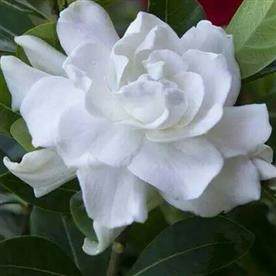 GARDENIA DWARF, ANANTA DWARF 