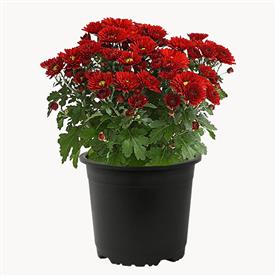 SHEVANTI, CHRYSANTHEMUM (RED) 