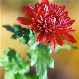 SHEVANTI, CHRYSANTHEMUM (RED) 