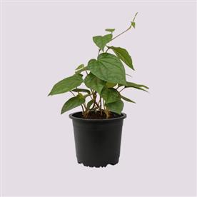 PIPER BETEL, MAGHAI PAAN - PLANT 