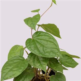 PIPER BETEL, MAGHAI PAAN - PLANT 